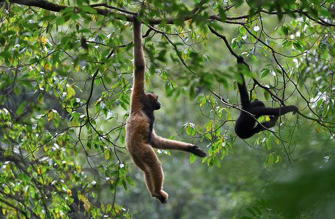 5 Amazing Animal Sanctuaries in Asia